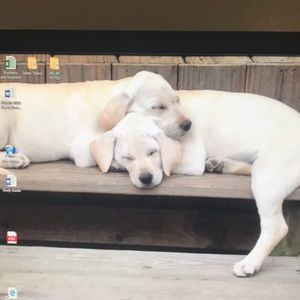 Meet your Posher, William